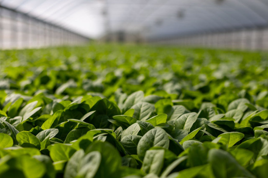 Top 10 Reasons Your Greenhouse Needs an Everfilt® Water Filtration System