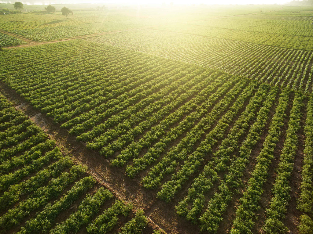 Honoring National Agriculture Day: Nurturing Our Land, Nourishing Our Nation